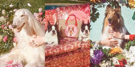 petra collins gucci year of the dog|Petra Collins Shot A Whole Bunch Of Good Boys For Gucci’s .